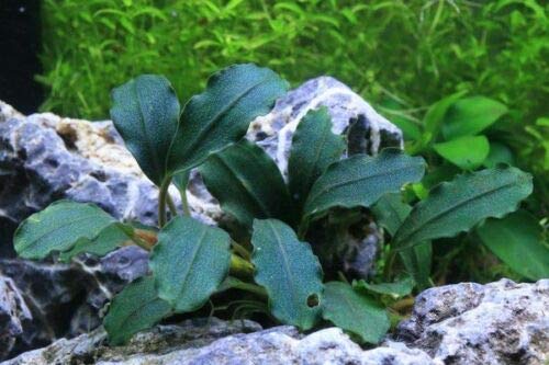 Amazon.com: Bucephalandra Varios rizomas Buce Planta de acuario